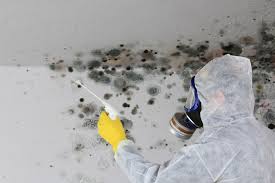 Best Emergency Mold Remediation in The Woodlands, TX